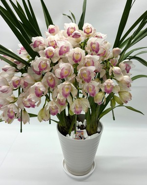 シンビジューム（ピンクペルペチュエル）