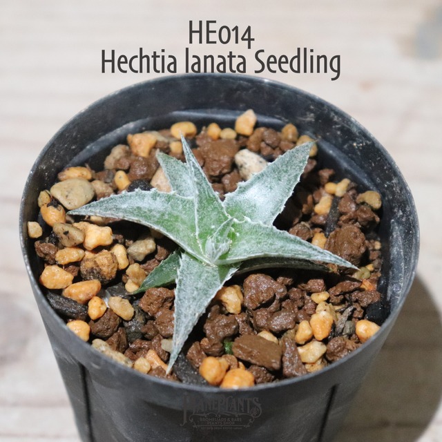 【送料無料】Hechtia lanata seedling《ベアルート株》〔ヘクチア〕現品発送HE006