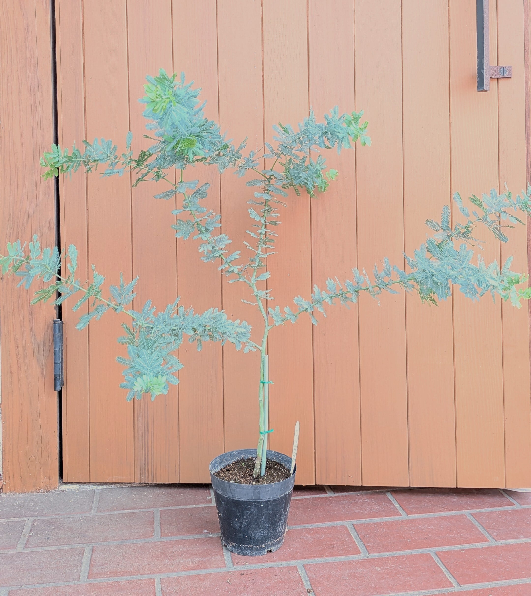 アカシア・スピネセンス | PLANTSHUSET