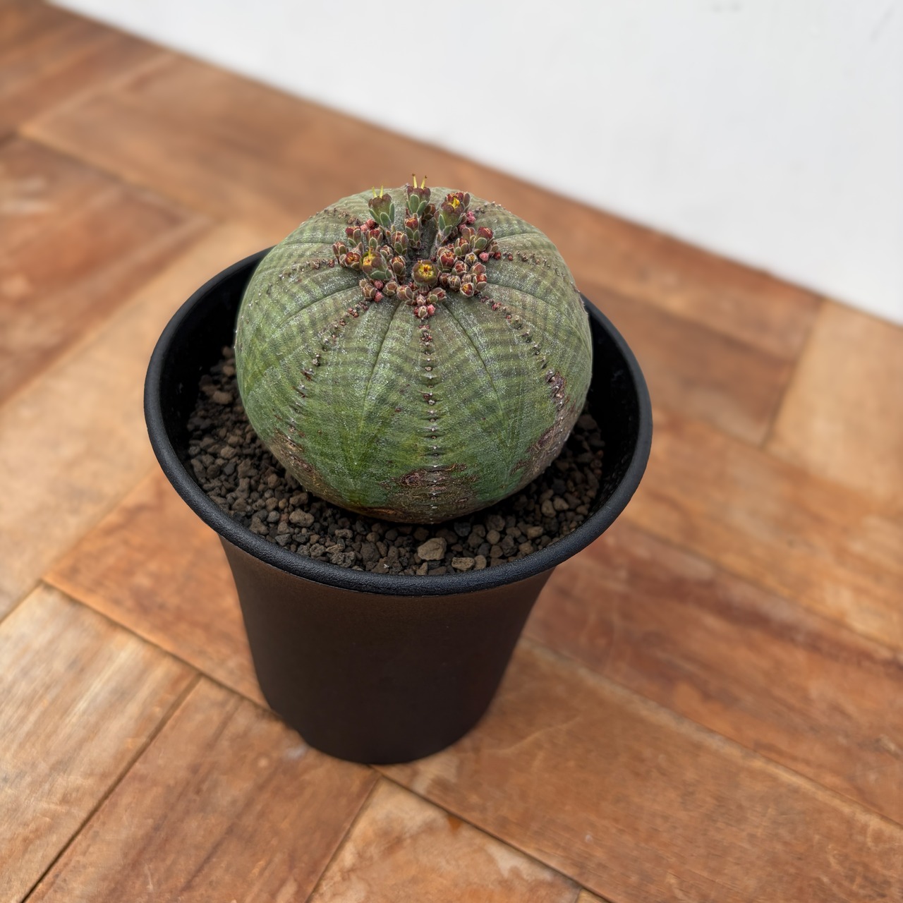 Euphorbia obesa ssp. symmetrica【ユーフォルビア・シンメトリカ】