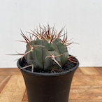 Gymnocalycium mazanense【ギムノカリキウム・守金魔天竜】