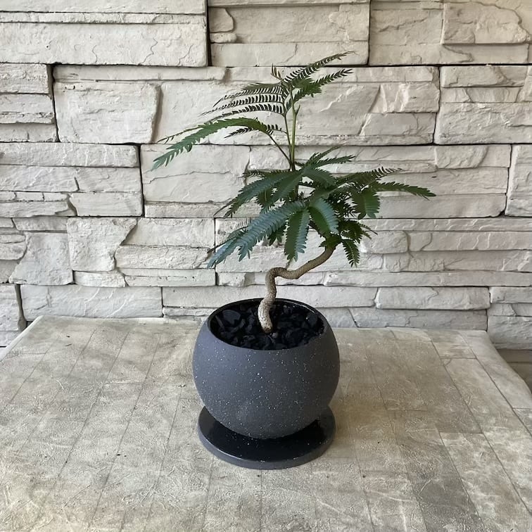 観葉植物】エバーフレッシュの鉢植え | 橋本種苗園