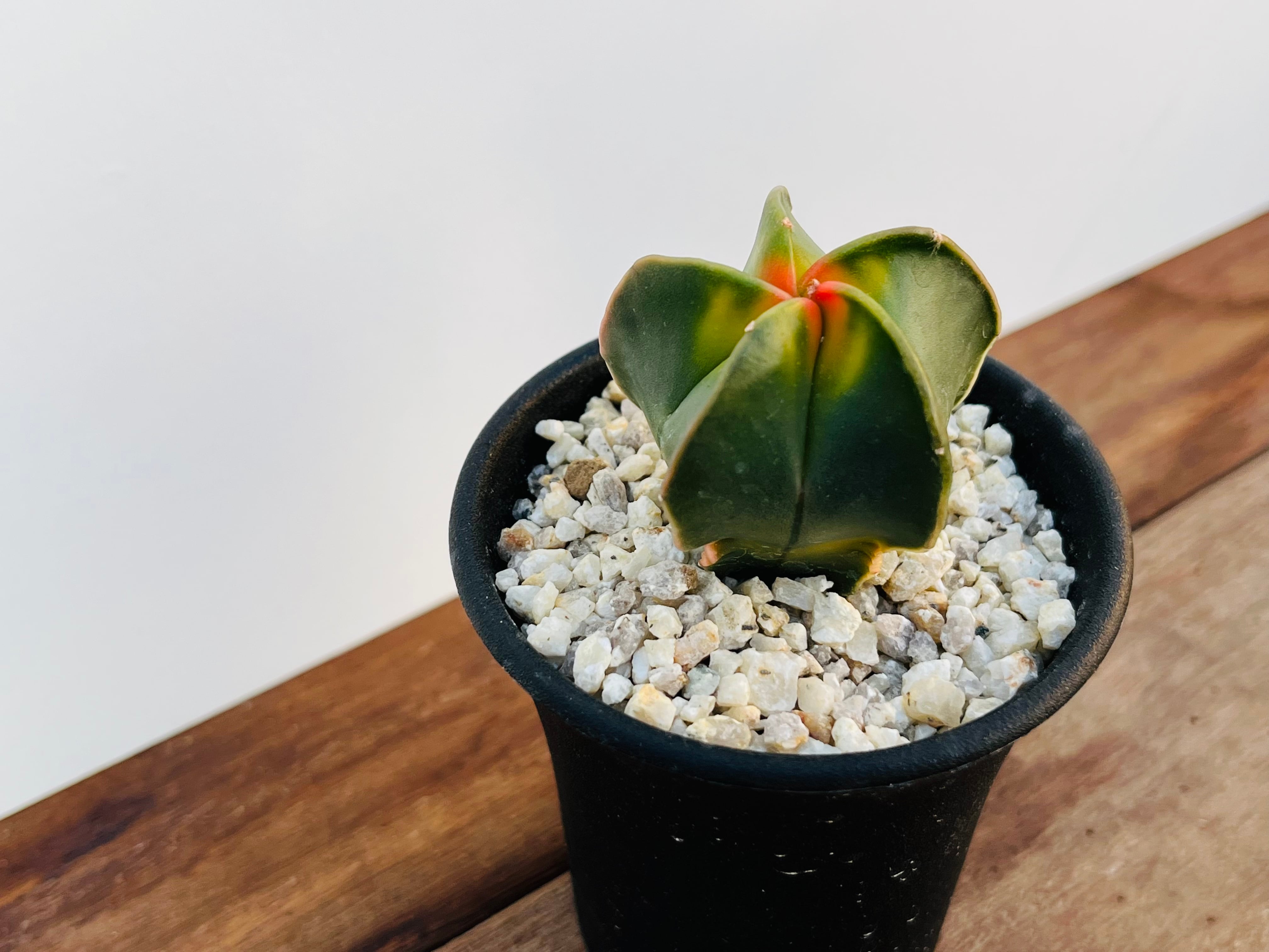 Astrophytum アストロフィツム myriostigma 紅葉ヘキラン 紅葉碧瑠璃