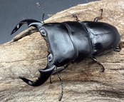 【WD】《ダイオウヒラタ イジェン産 74mm ペア》