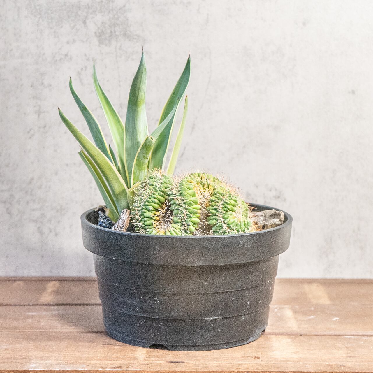 マミラリア白棘白竜丸とアガベ|自然美あふれる流木アレンジ寄せ植え|虫発生抑制