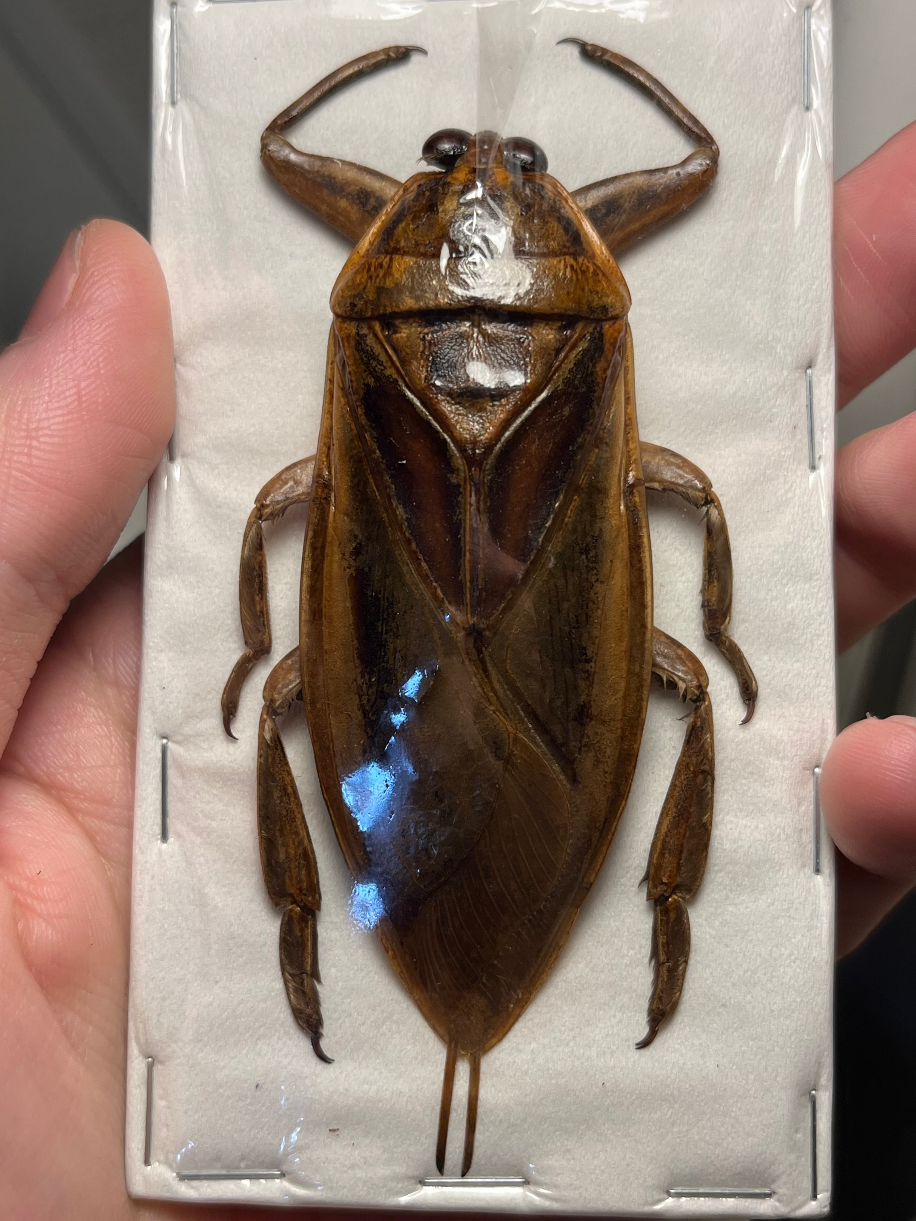 オモニキチュウ