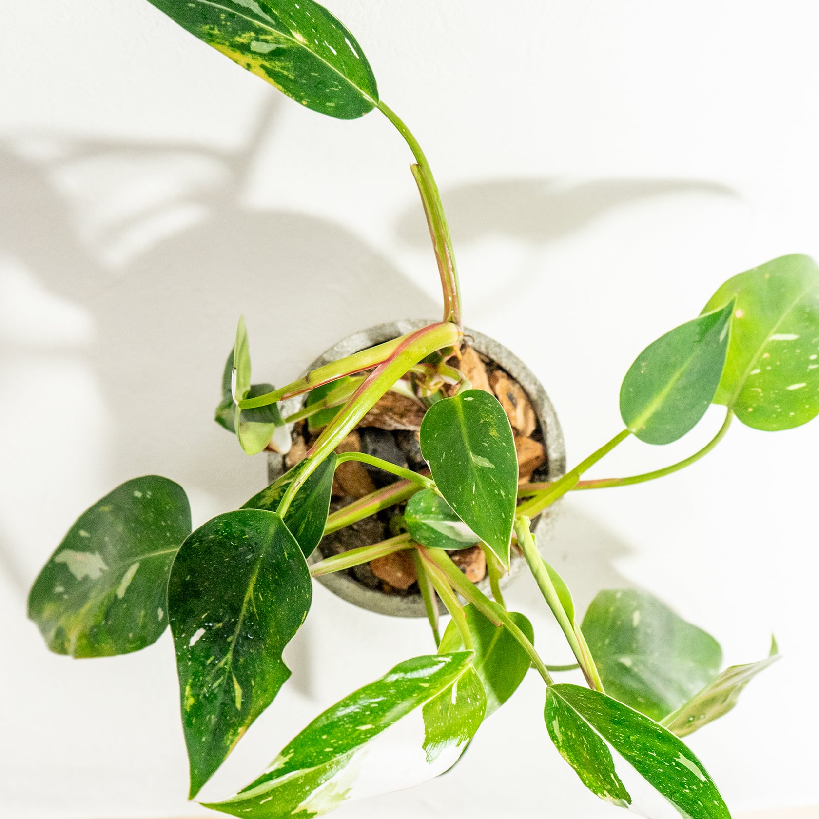 ≪ 観葉植物 ≫白の彩りが上品なアクセントに｜フィロデンドロンの鉢植え｜ざらっとした風合いの手づくりモルタル鉢