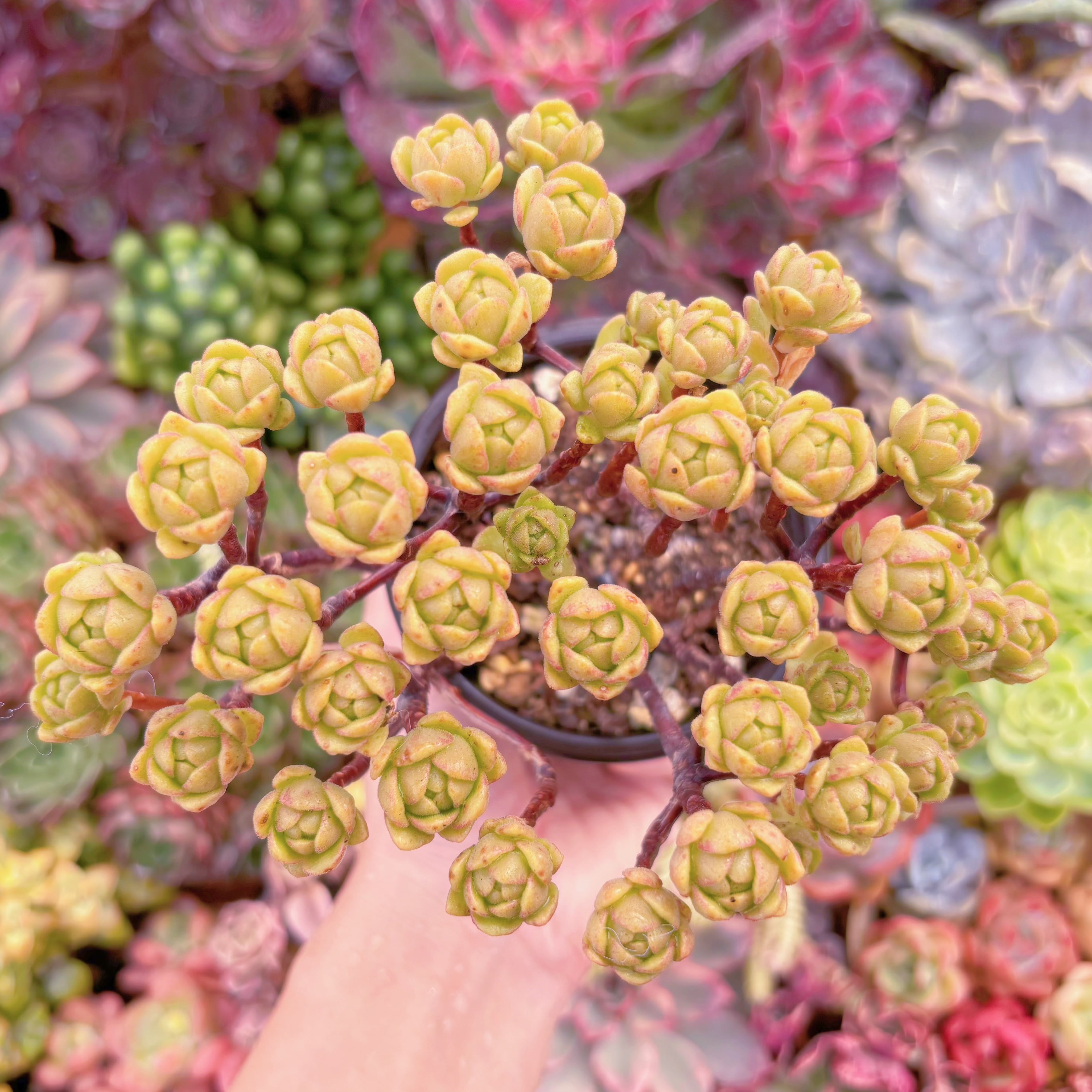 現品　little fox#C27　群生　るる農園