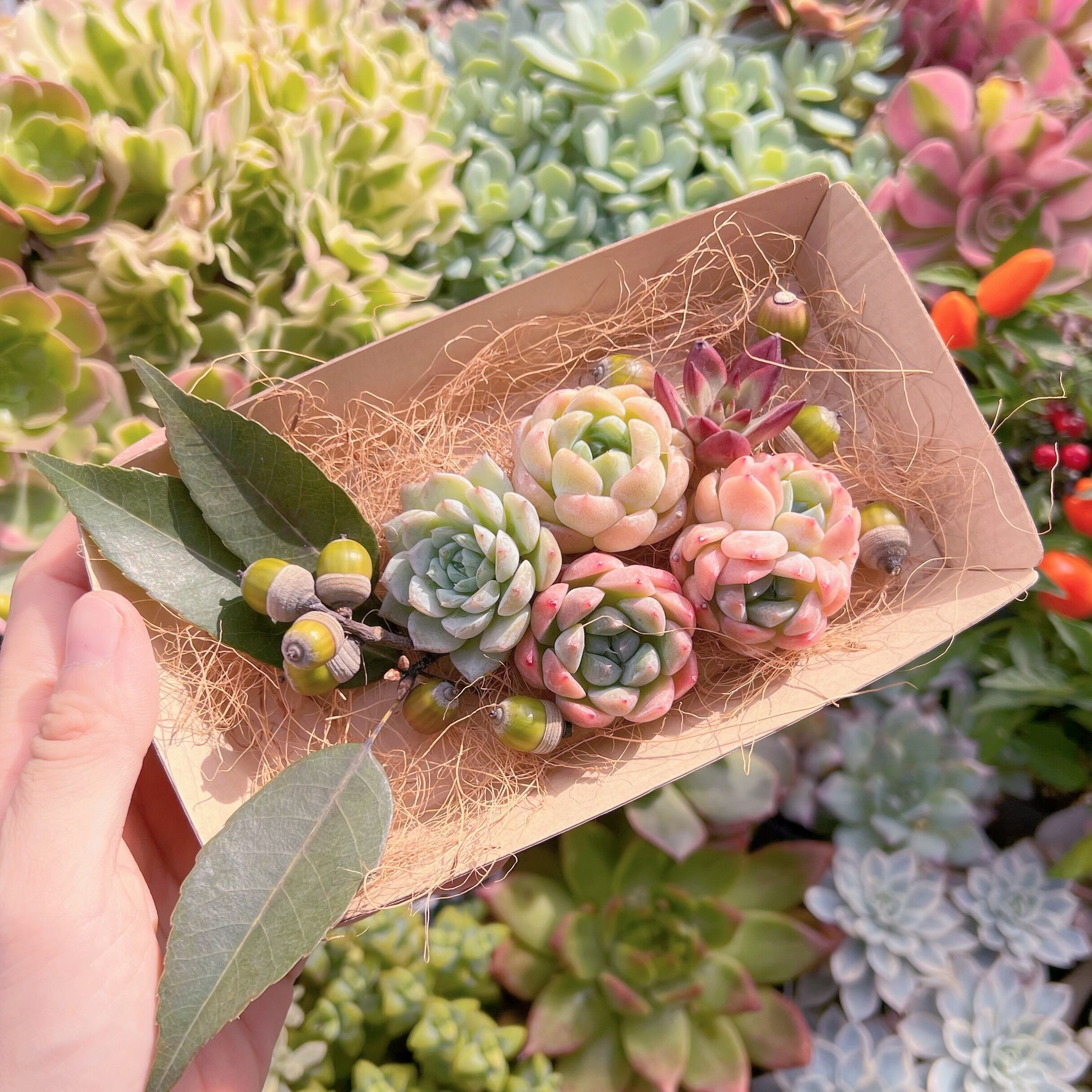 現物　多肉お弁当#619   るる農園