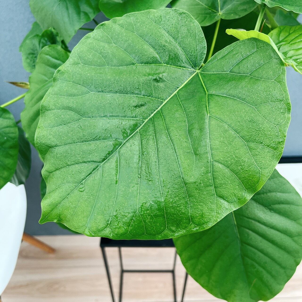 現品］1番 フィカス ウンベラータ 曲がり 7号 観葉植物 室内 ゴムの木