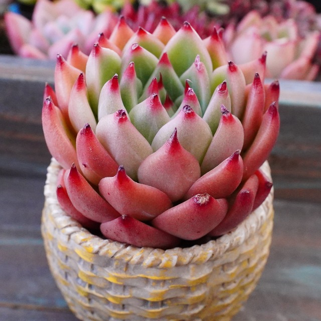 新品種【ハナヒカリ】韓国多肉　極美　オススメ