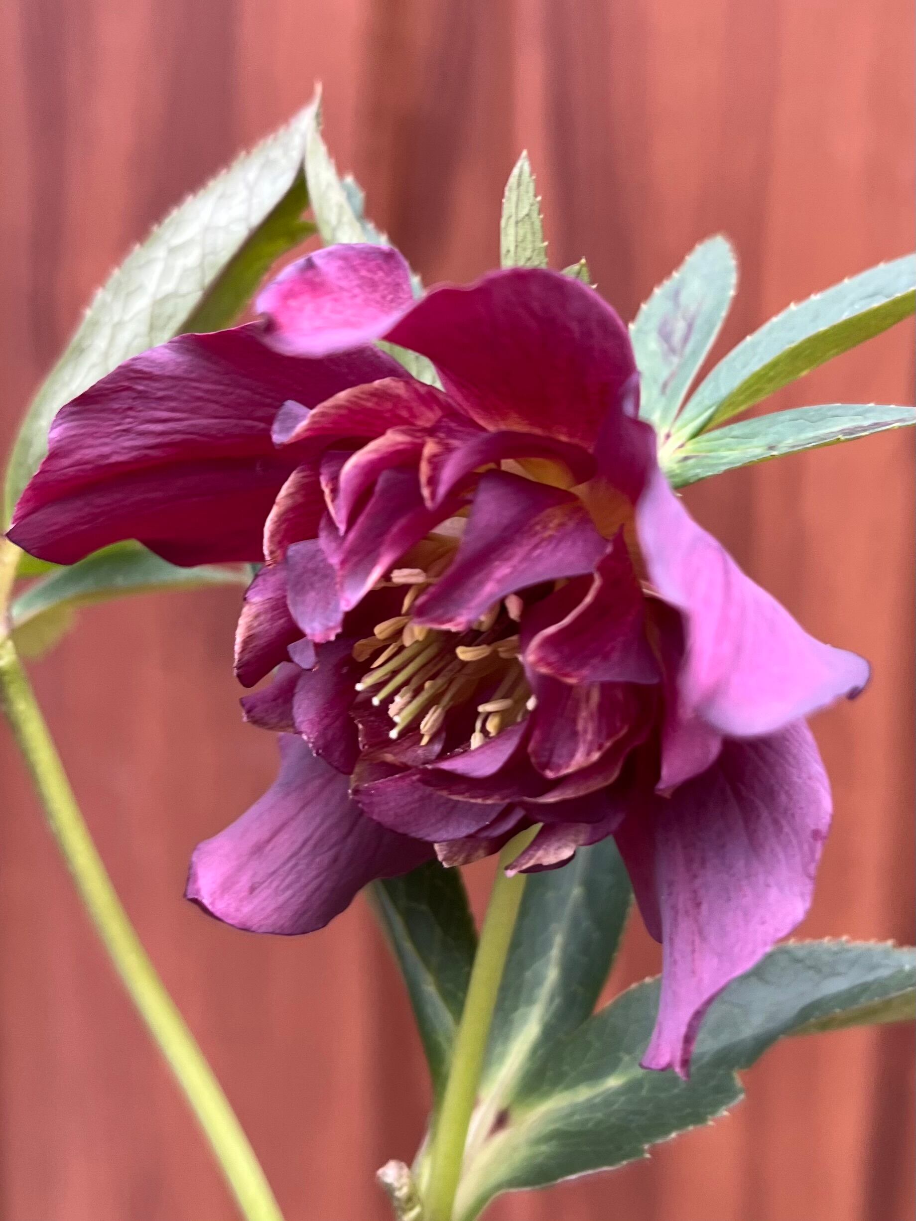 藤傘猫 | あしかがフラワーパーク