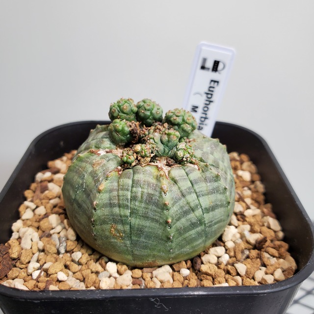 【イレギュラータイプ】Euphorbia Obesa ユーフォルビア オベサ