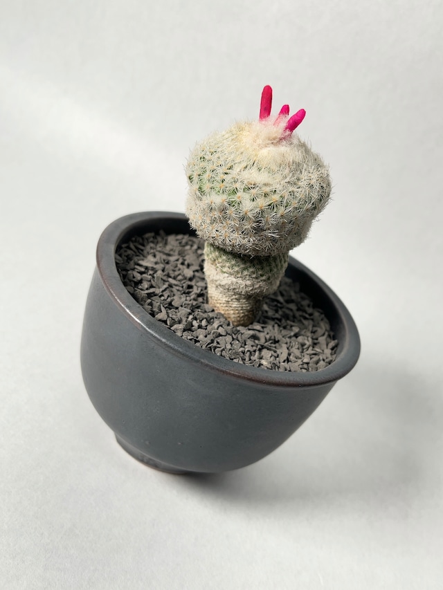 エピテランサ・月世界