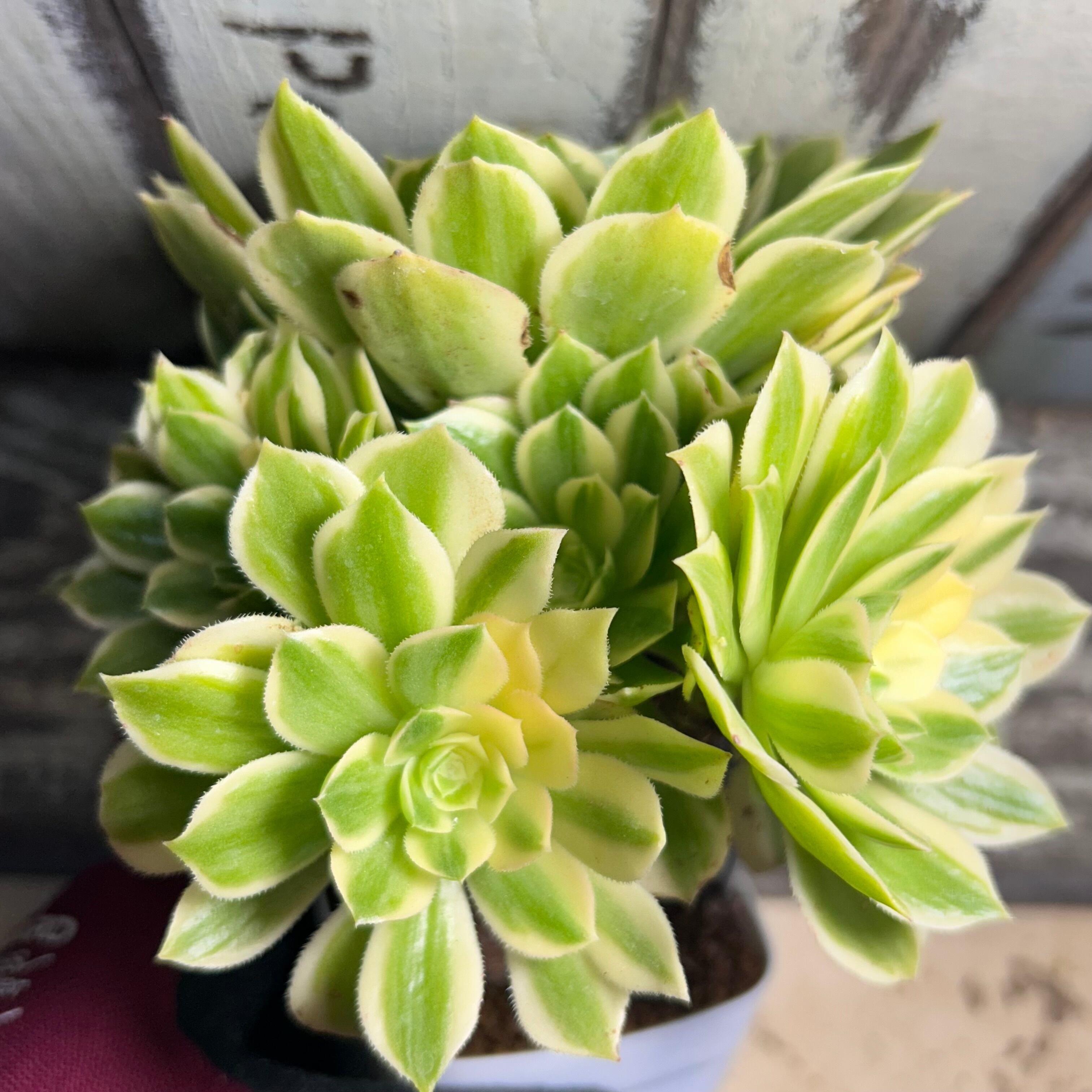 66#植物❤️アエオニウム錦❤️浣纱❤️1頭16cmカット苗 農園直売 多肉植物 アエオニウム属 金雀（群） 新品種 観葉植物