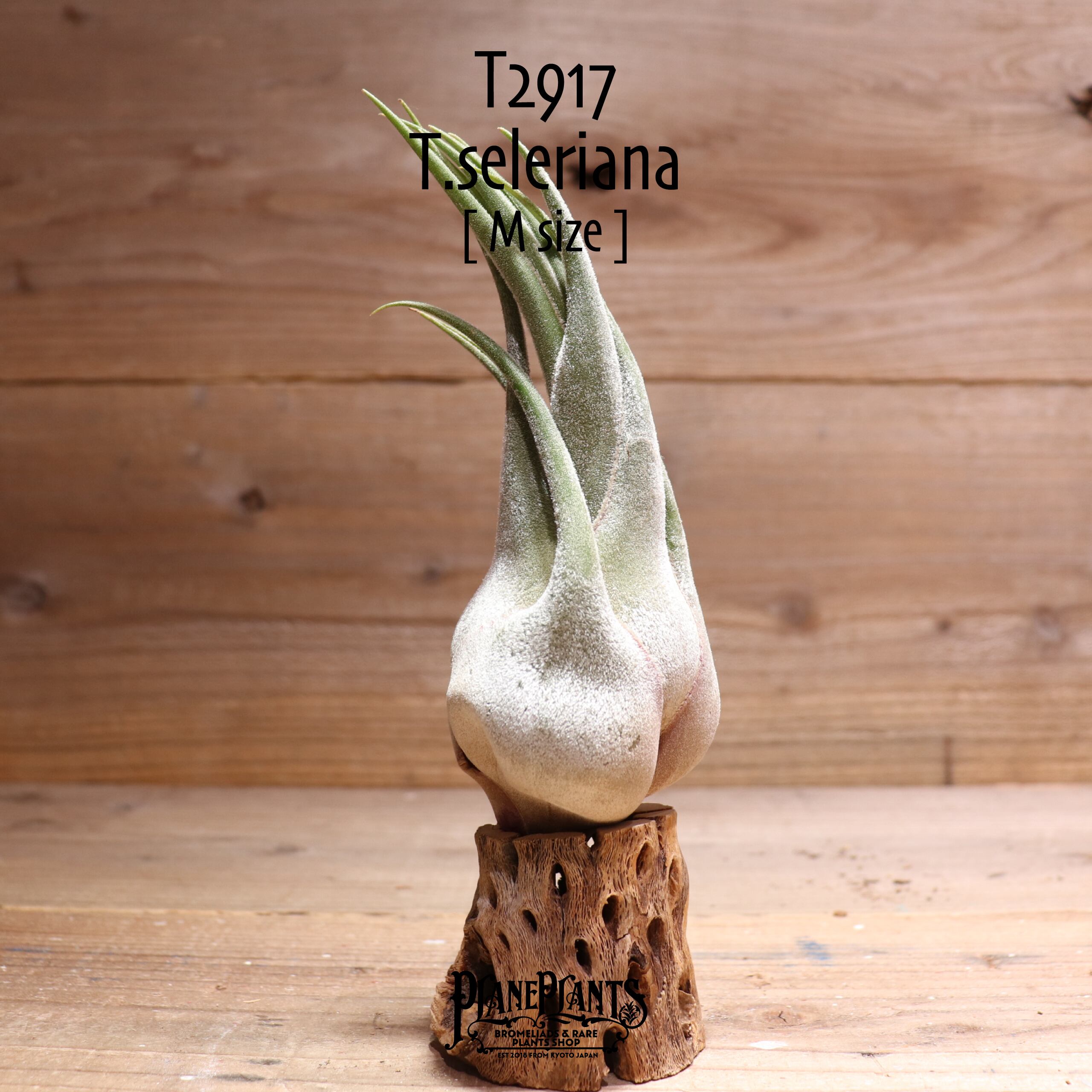 【送料無料】セレリアナ M〔エアプランツ〕現品発送T2917