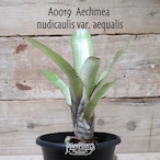 【送料無料】Aechmea nudicaulis var. aequalis〔エクメア〕現品発送A0019