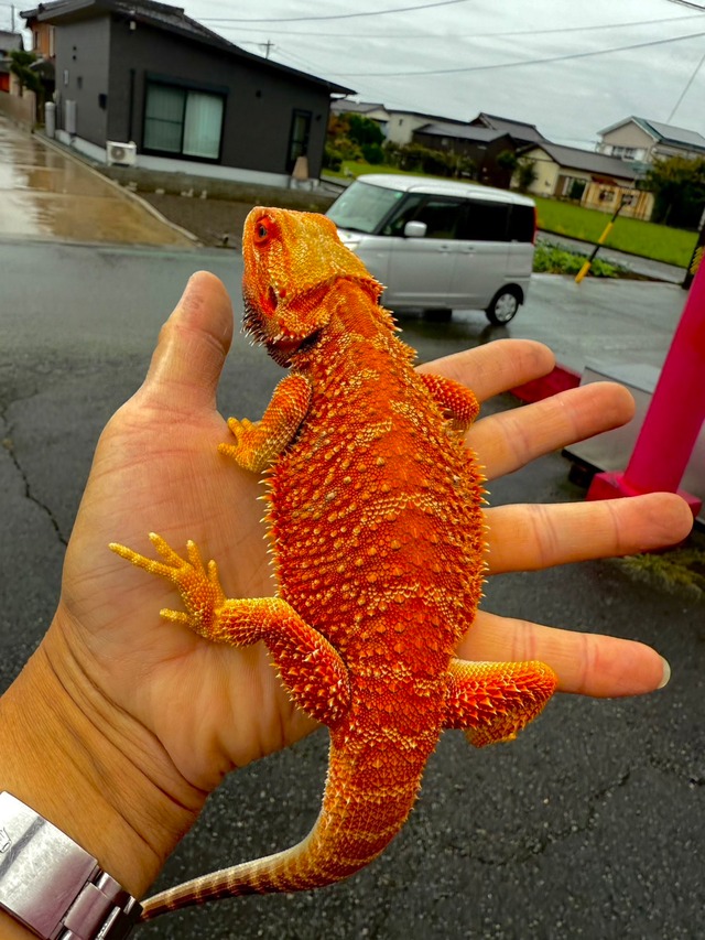 フトアゴヒゲトカゲ・ハイポダークレッド