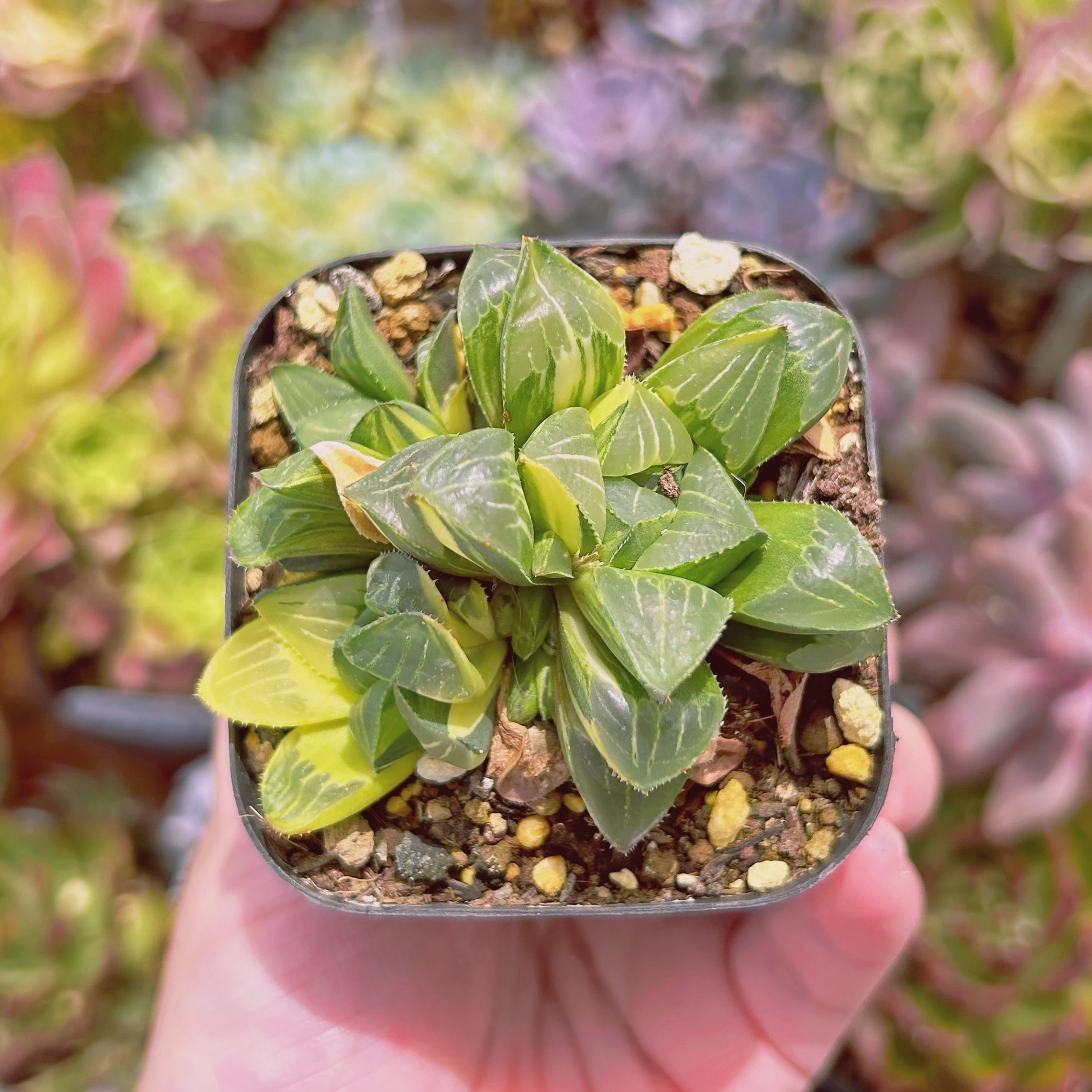 多肉植物フローレンス錦カット苗極美斑、超美苗