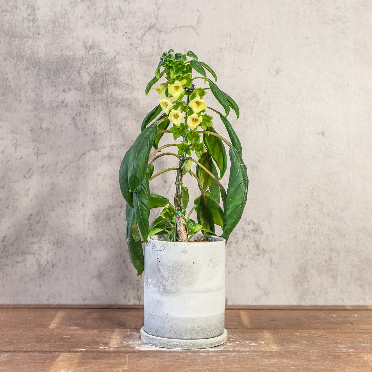 シンニンギア・リンドレー｜筒状の花が連なる可憐な姿×ツヤ葉が美しい観葉植物【手作りモルタル鉢仕立て／虫発生抑制】