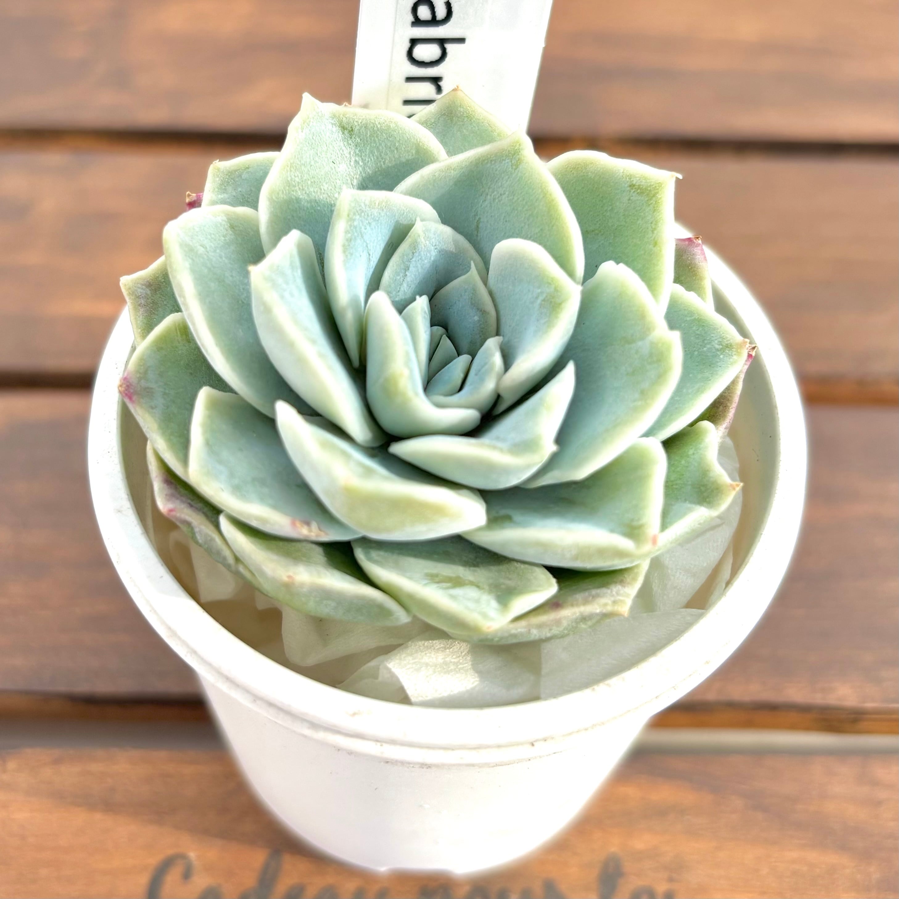 ぴよ様♡ご確認用ページ♡多肉植物 Amazon.co.jp 限定】365日いつからでも始められる！ 多肉植物寄せ植え