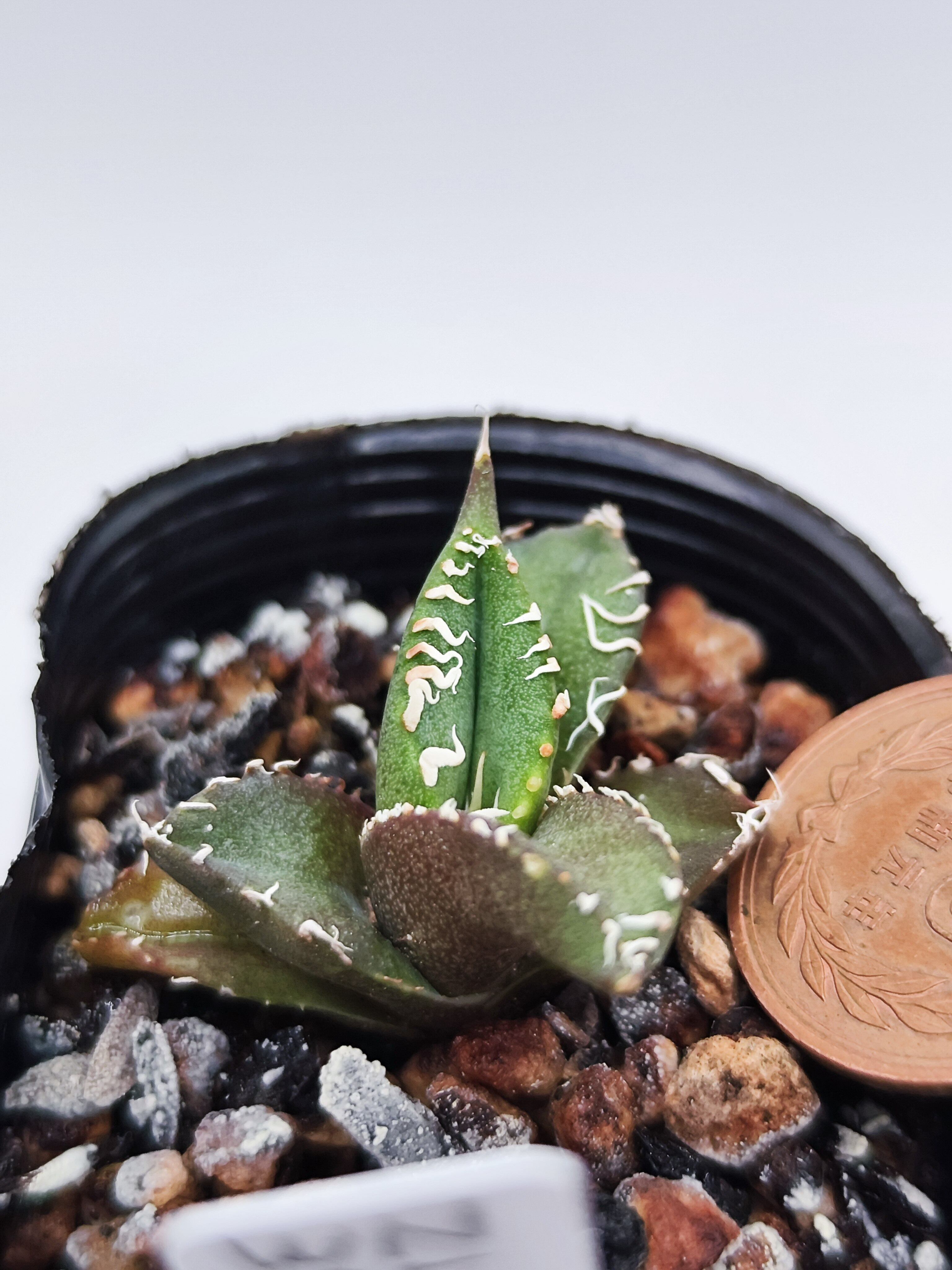 アガベ チタノタ　南アフリカダイヤモンド② 57多肉植物アガベ チタノタ 南アフリカダイヤモンド agave titanota