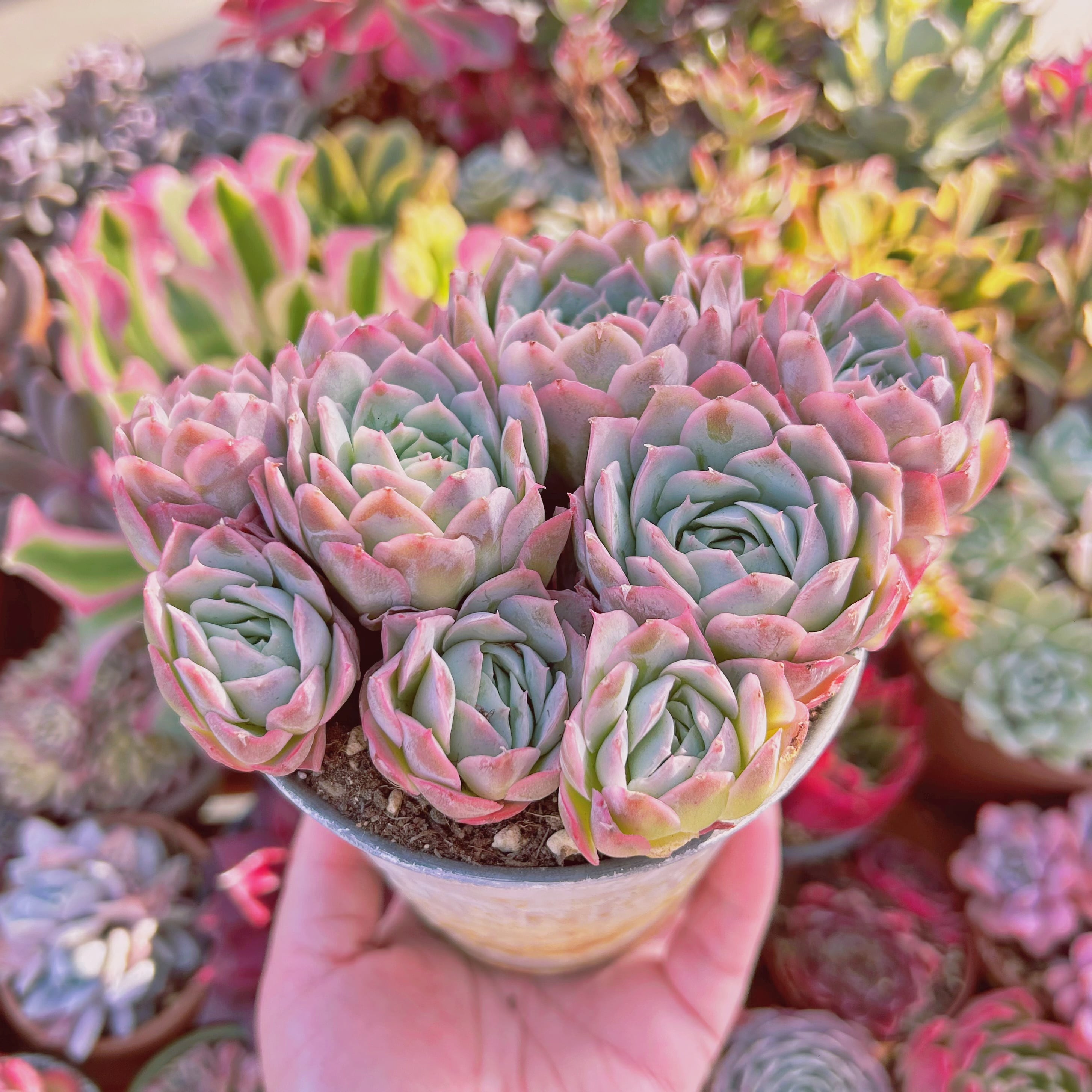 fbc0779efc8afc5a0a2a601d2c20e0