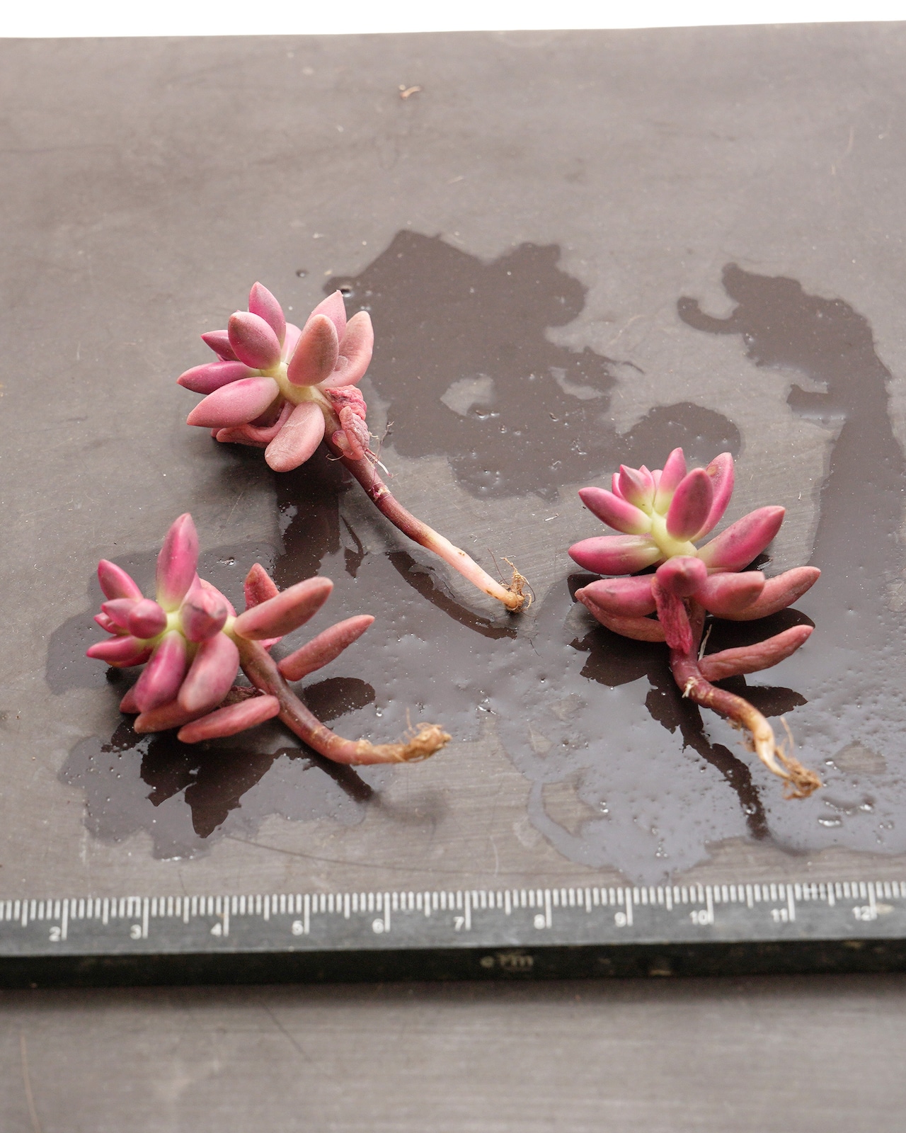 カット苗 セデベリア ブラックビューティ錦 Sedeveria 'Black Beauty Variegated'