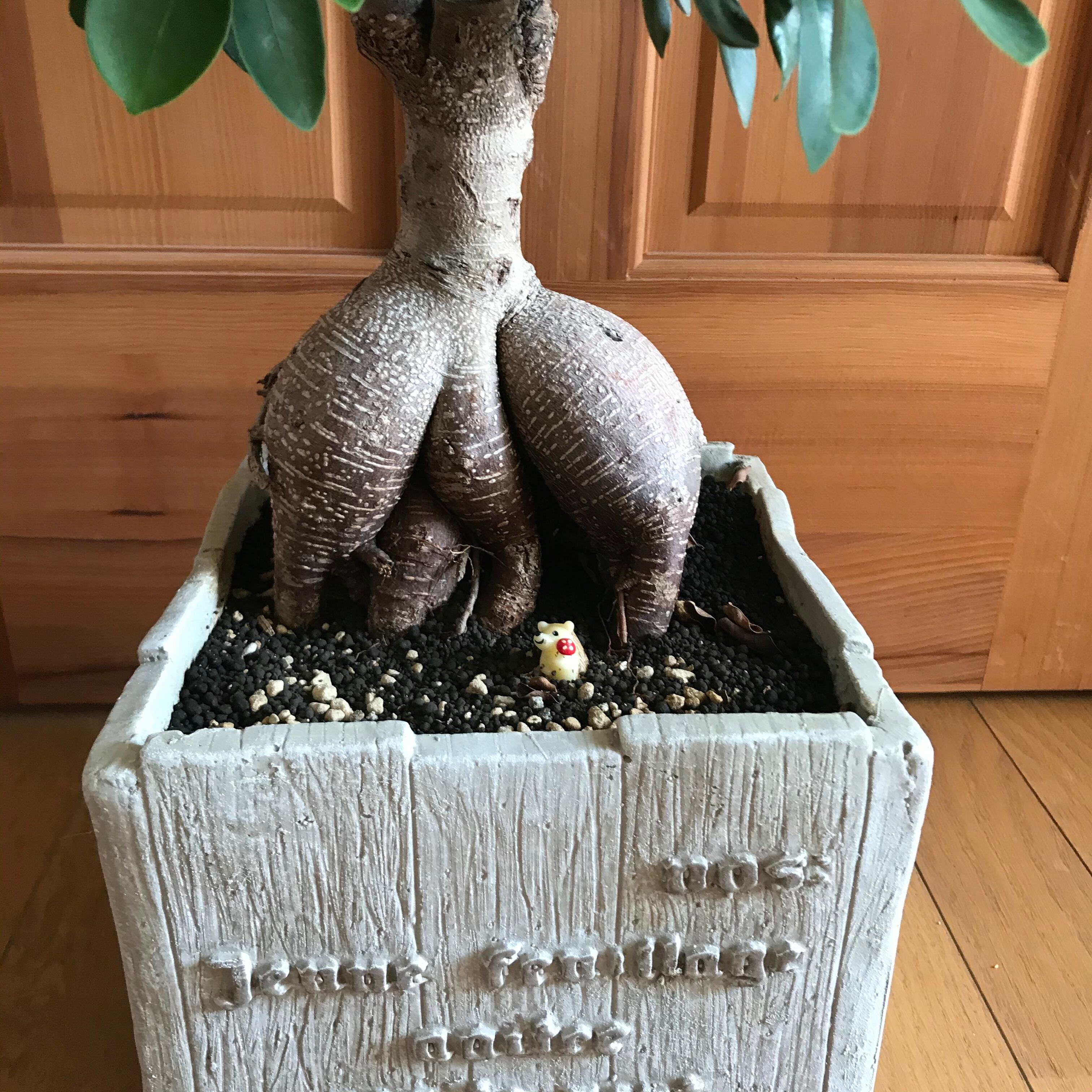 精霊のおうち ガジュマル | Merak - メラク 寄せ植え ガーデニング