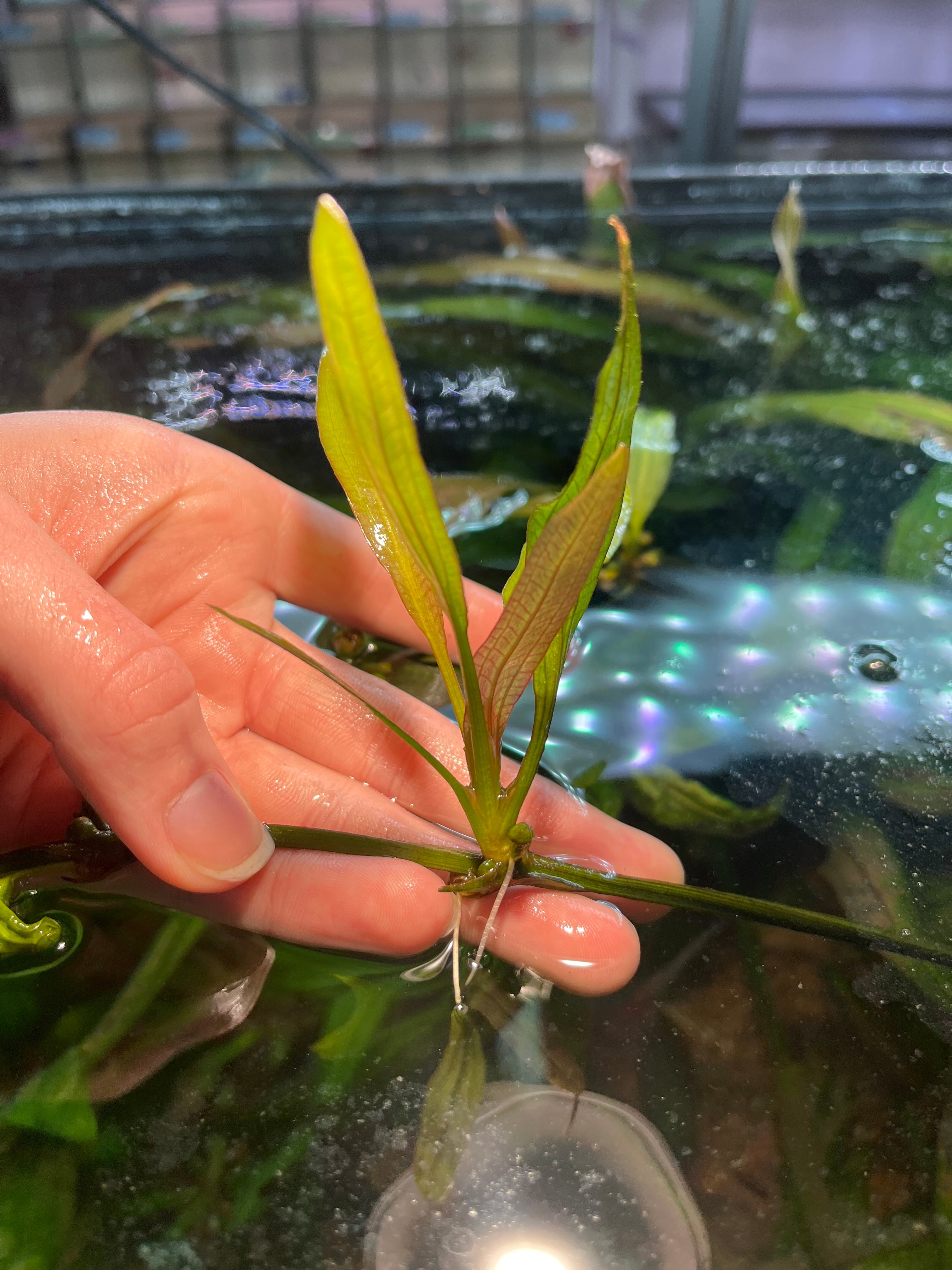 水草 | aquarium shop earth