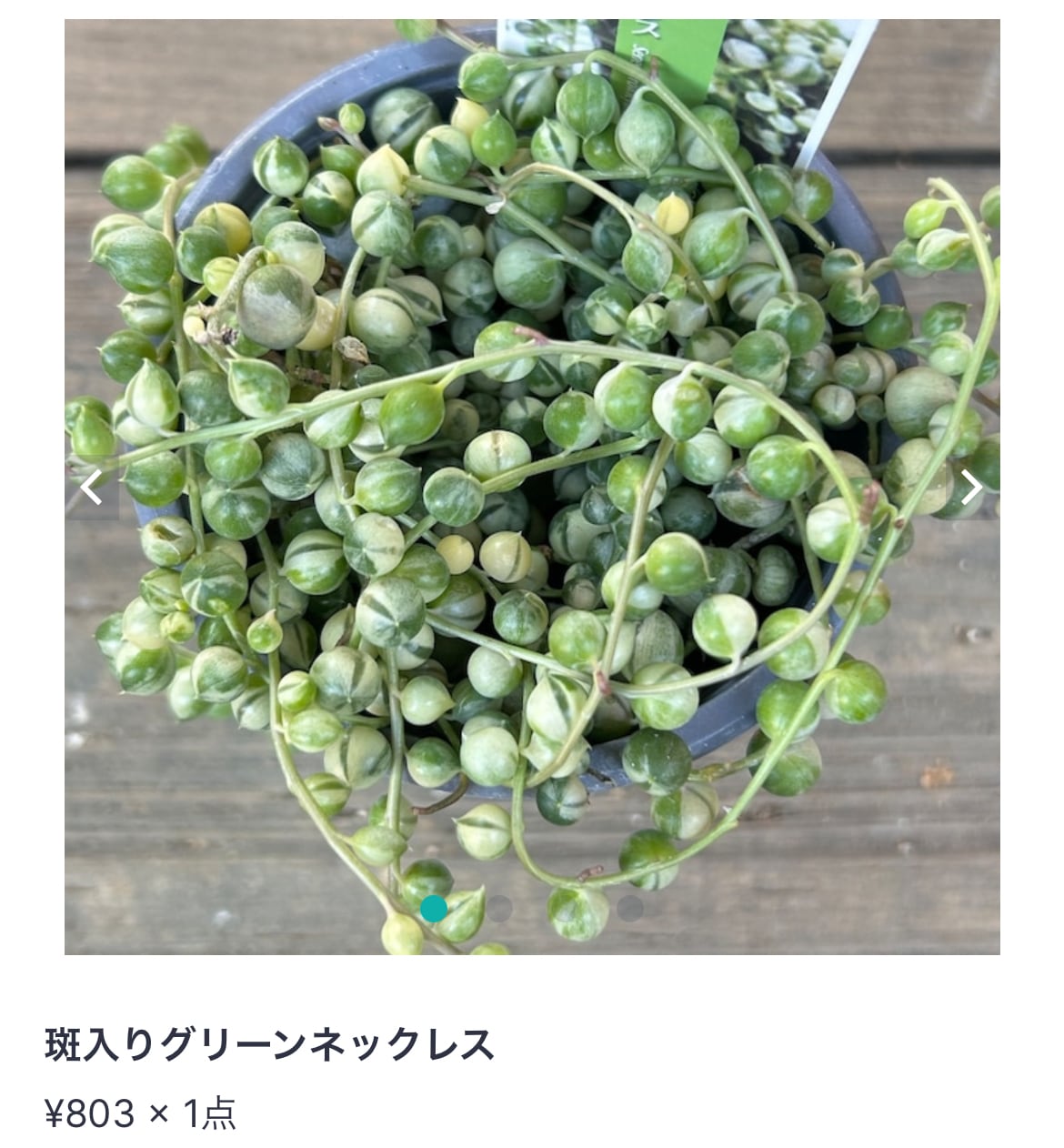 大分県K様専用(多肉2点) | RuPo 多肉植物専門店
