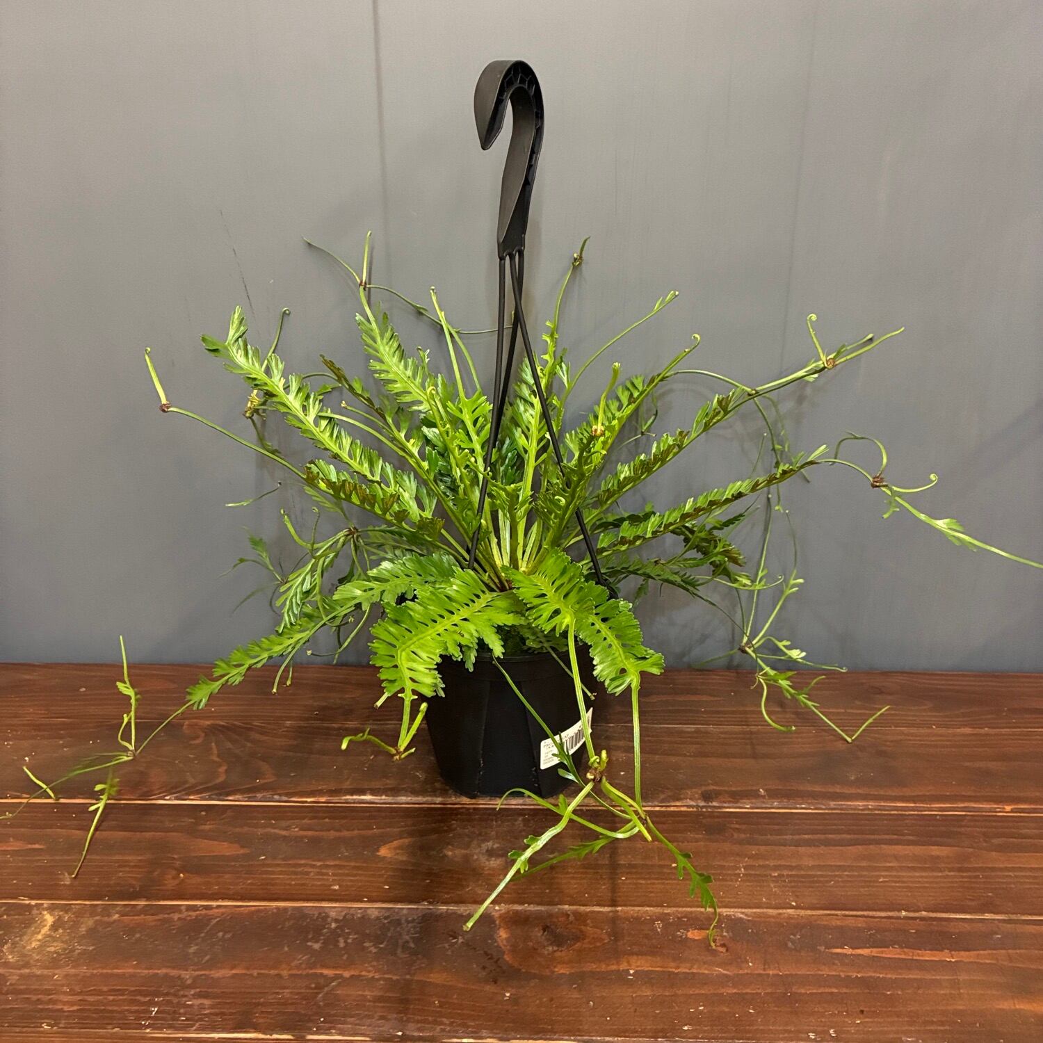 新着3日限定10%OFF】アスプレニウム ケンゾイ【220】 | PROTOLEAF