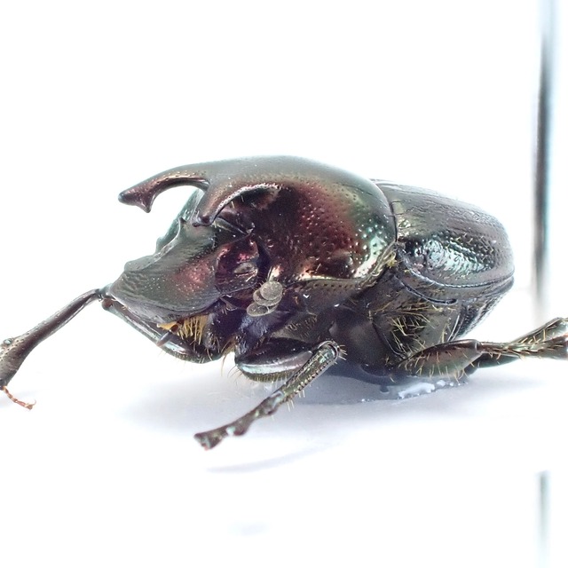 カナダ産 Onthophagus orpheus canadensis ♂♀ 7mm/6mm