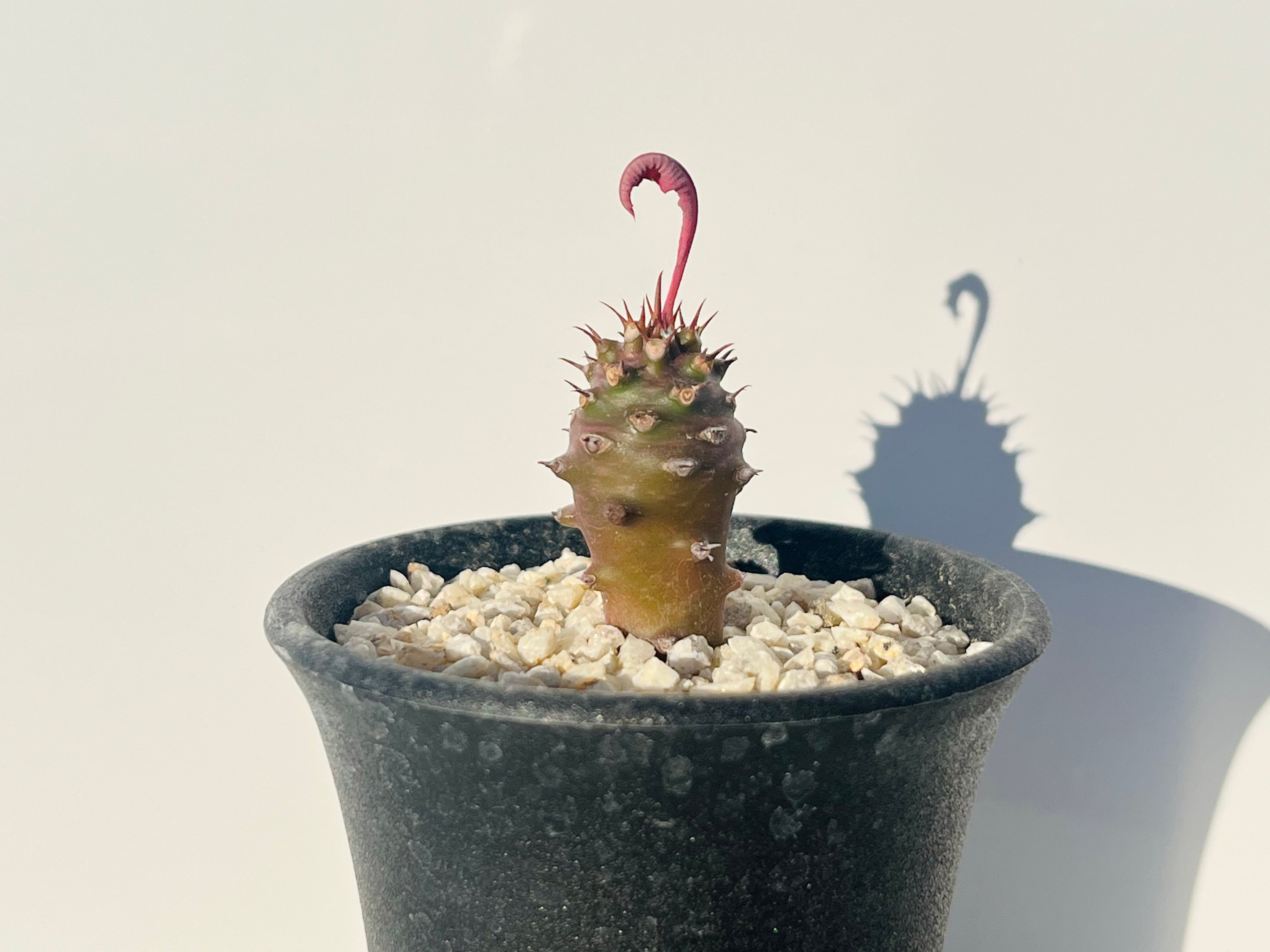 ご注文品 | plants MARU ーサボテン・多肉植物のお店ー