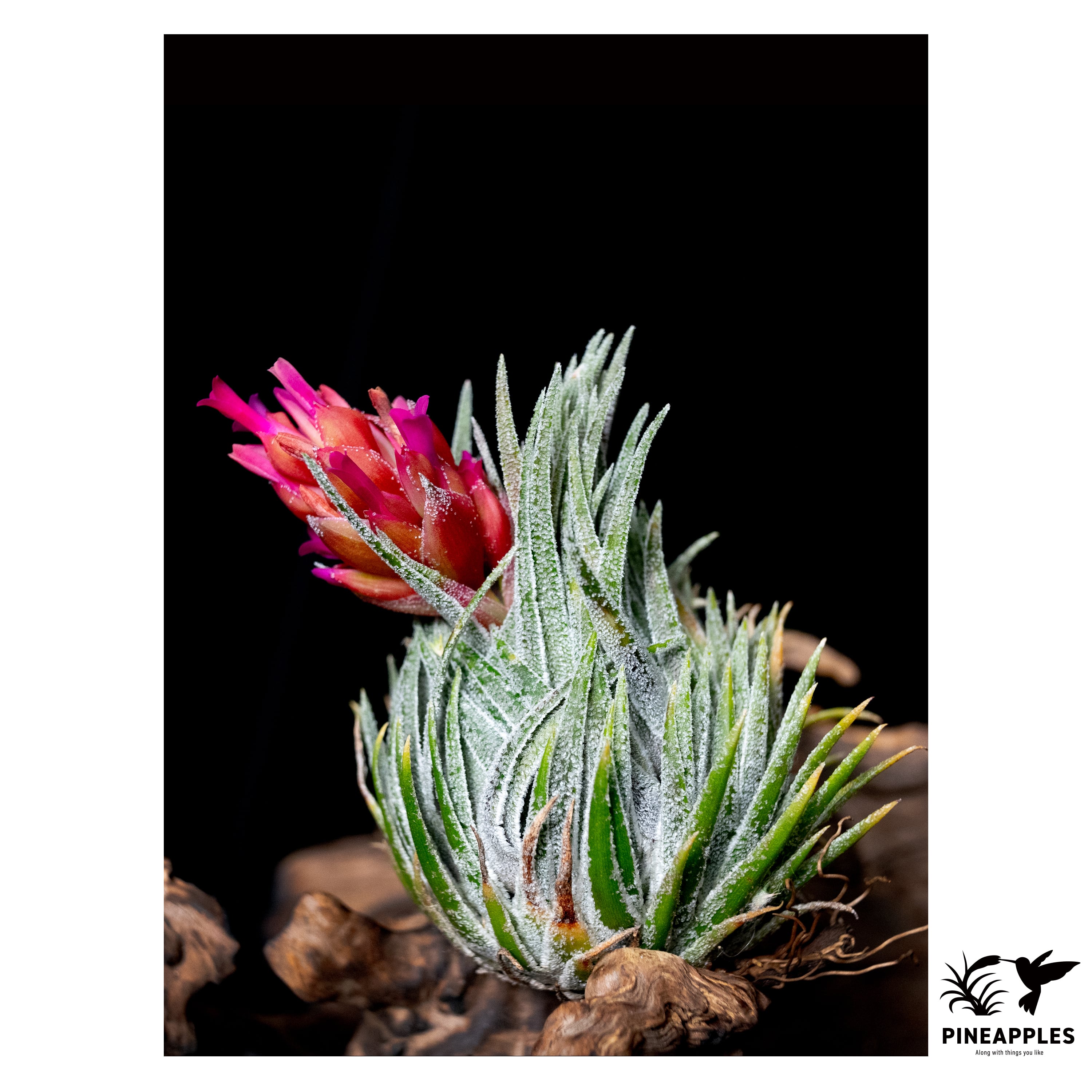 Tillandsia sprengeliana sibling (White x Coastal Form) | PINEAPPLES
