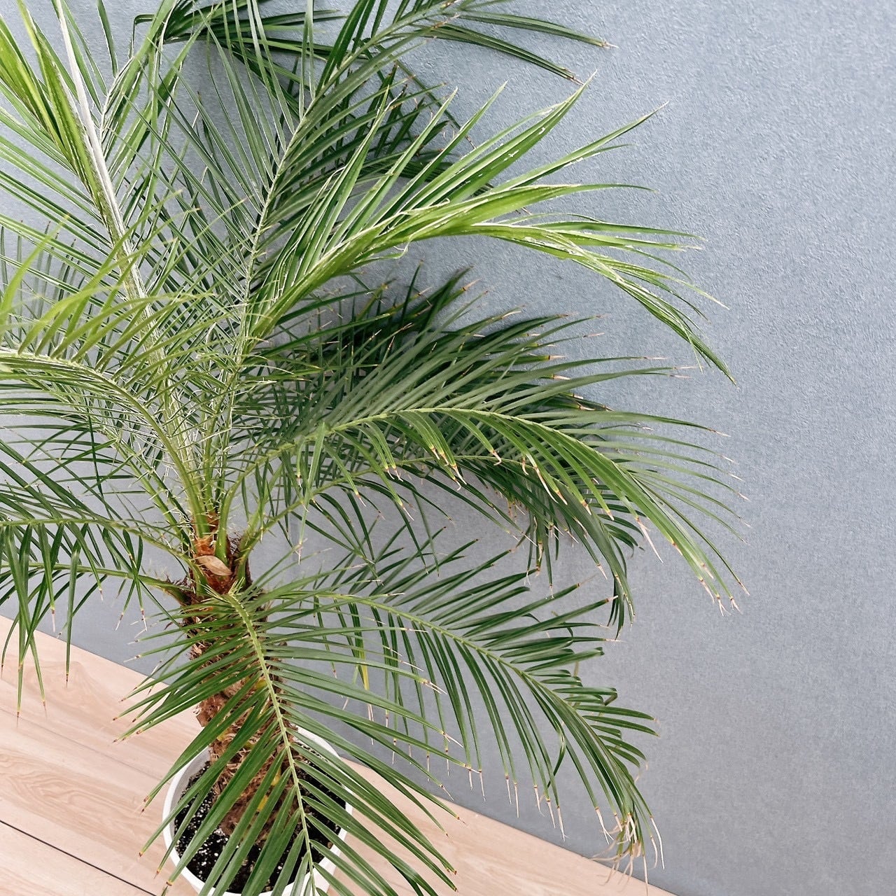 現品］21番 フェニックスロベレニー 8号 観葉植物 室内 ヤシ 南国風