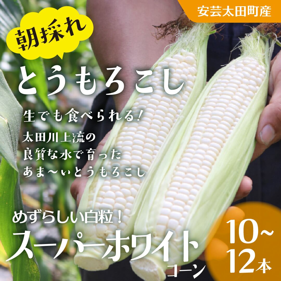 令和8年産】安芸太田町産百姓屋のこしひかり（白米）5kg | あき
