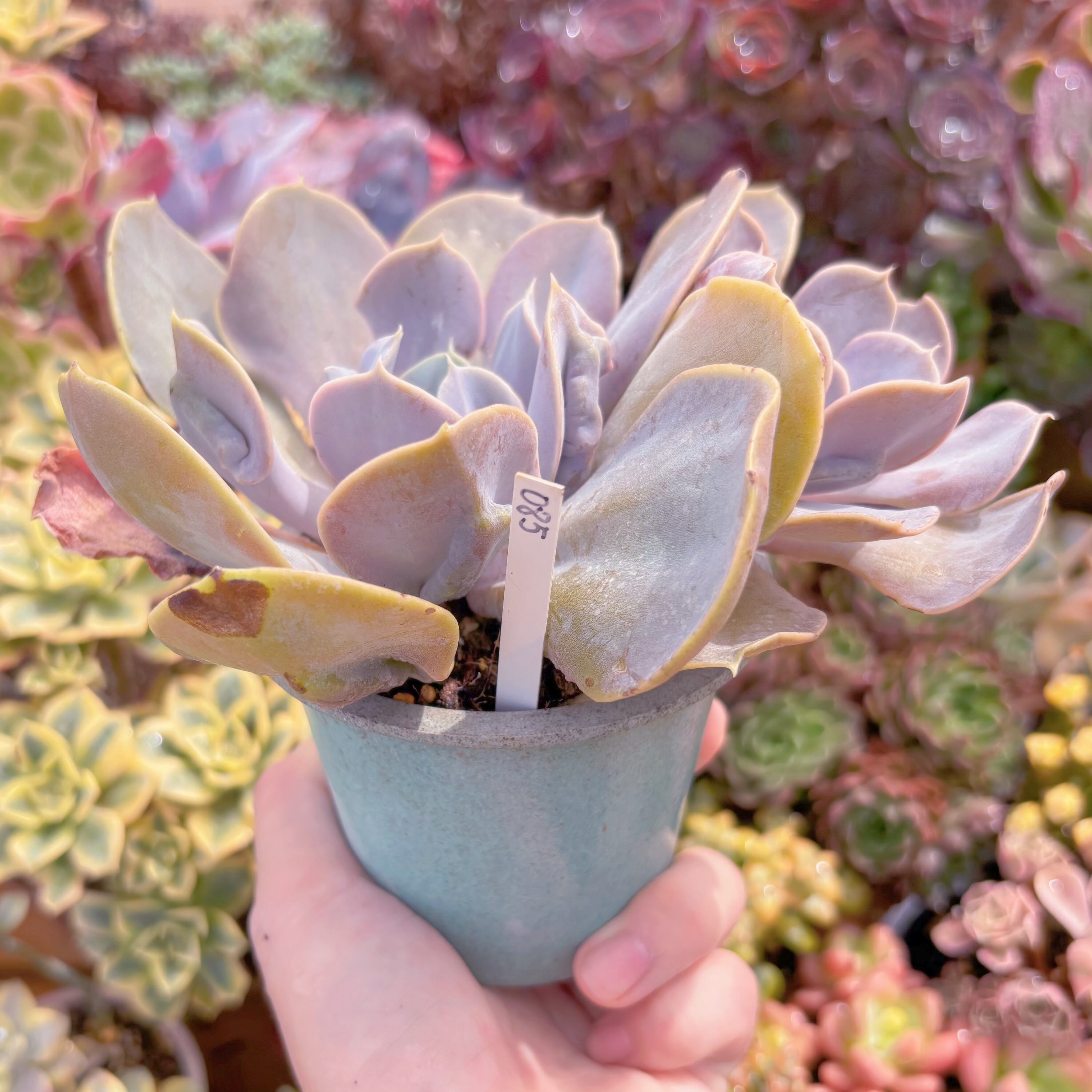 現品 ヴァルキリーエトランペット#085 大群生 るる農園 | るる農園