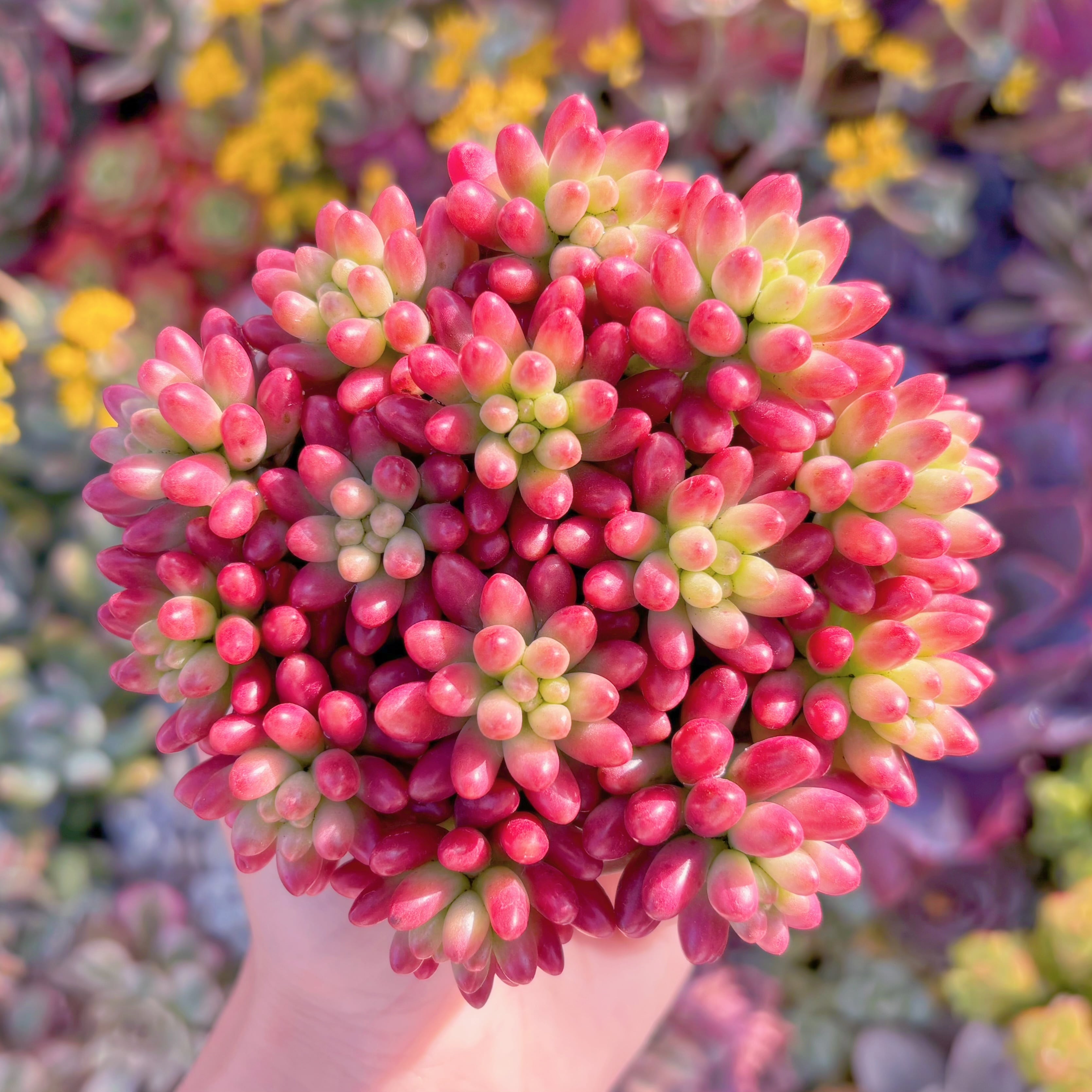 多肉植物　紅の玉錦　新入荷　るる農園