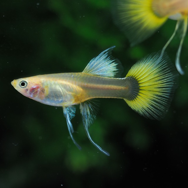 ゴールデンTaxiリボン　1カルテット＋おまけリボンオス1匹