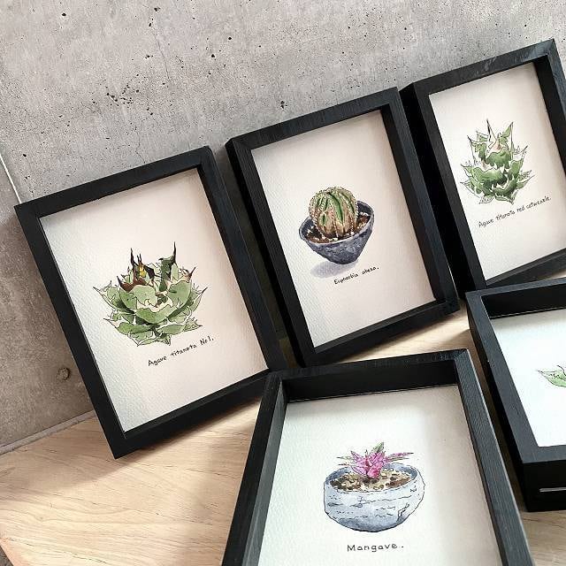 agave titanota kaio painting/アガベ チタノタ 海王 オリジナル