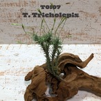 【送料無料】トリコレピス〔エアプランツ〕現品発送T0107