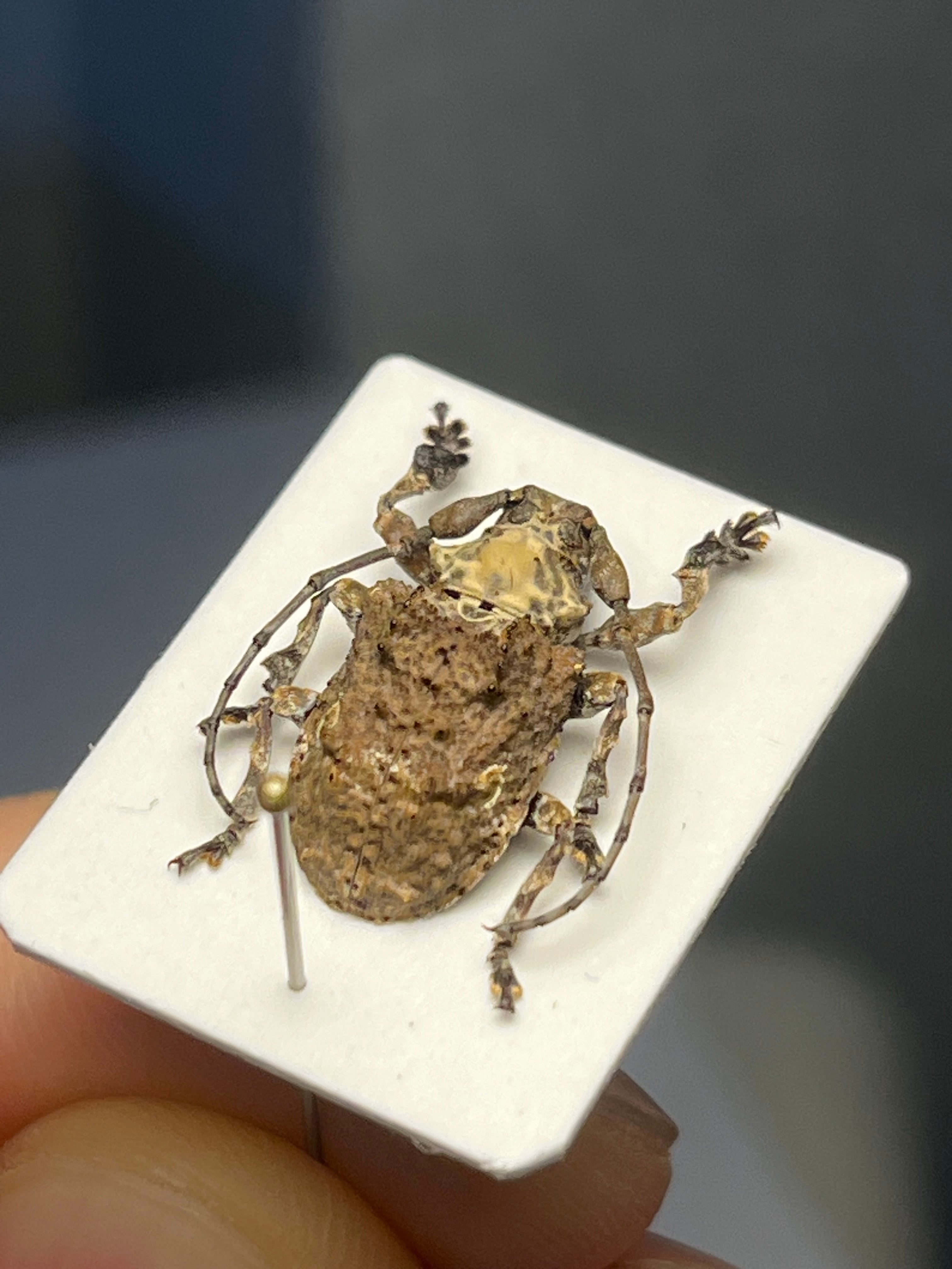 天牛 | オモニキチュウ