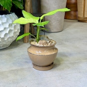 ディフェンバキア・マーシャ