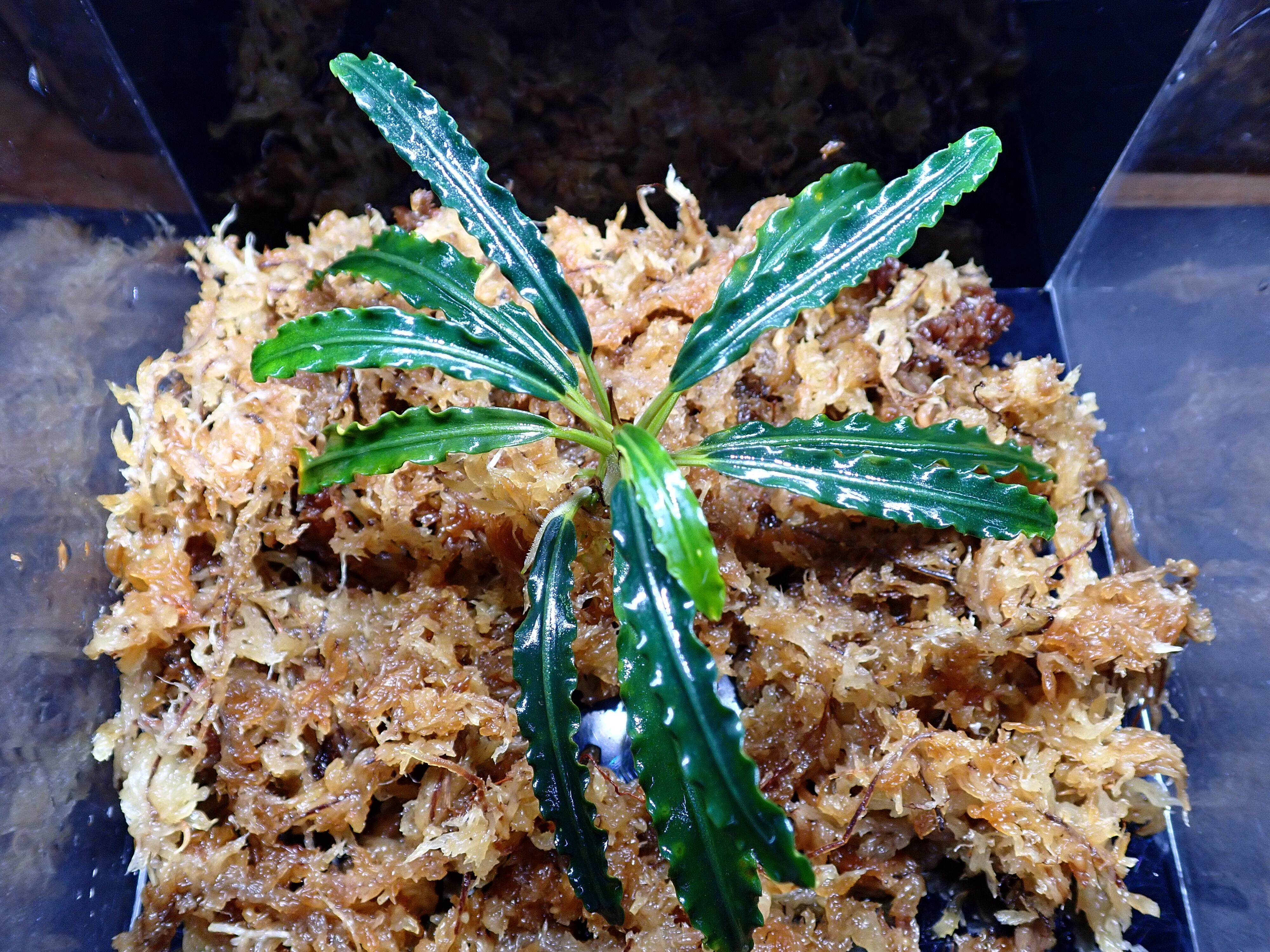Bucephalandra sp. Crocodile Land ①