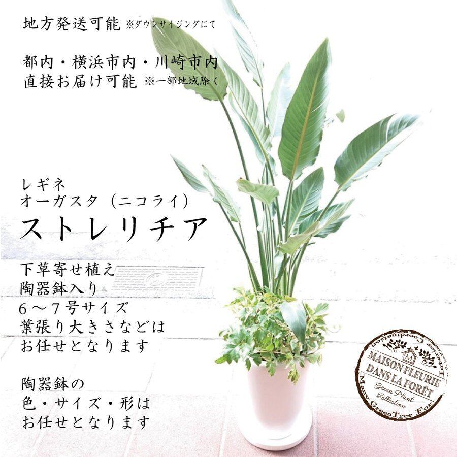 観葉植物 ストレリチア 7号 寄せ植え 陶器鉢 白 レギネ オーガスタ