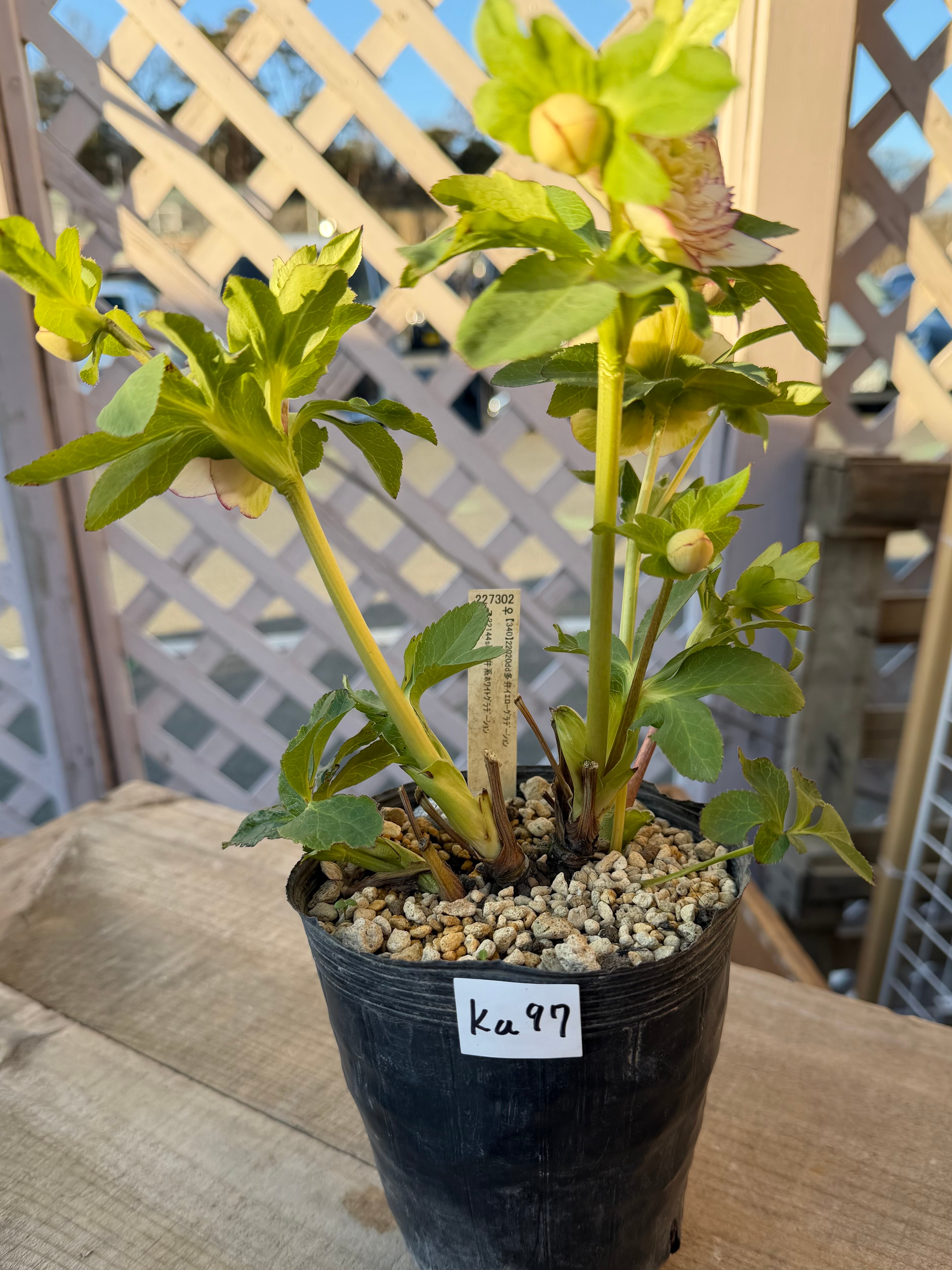 段咲き多弁グラデーション 加藤農園 クリスマスローズ【Ka97】送料無料