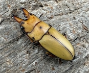 【WD】《オキピタリスノコギリ亜種astericus 26.5mm ペア》