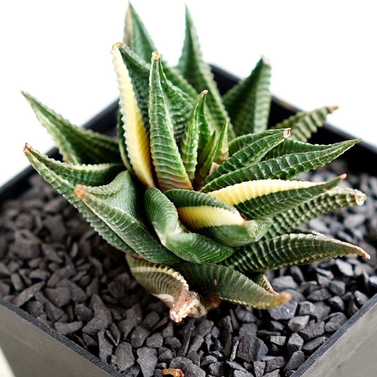 抜き苗 瑠璃殿錦 Haworthia limifolia f.variegata