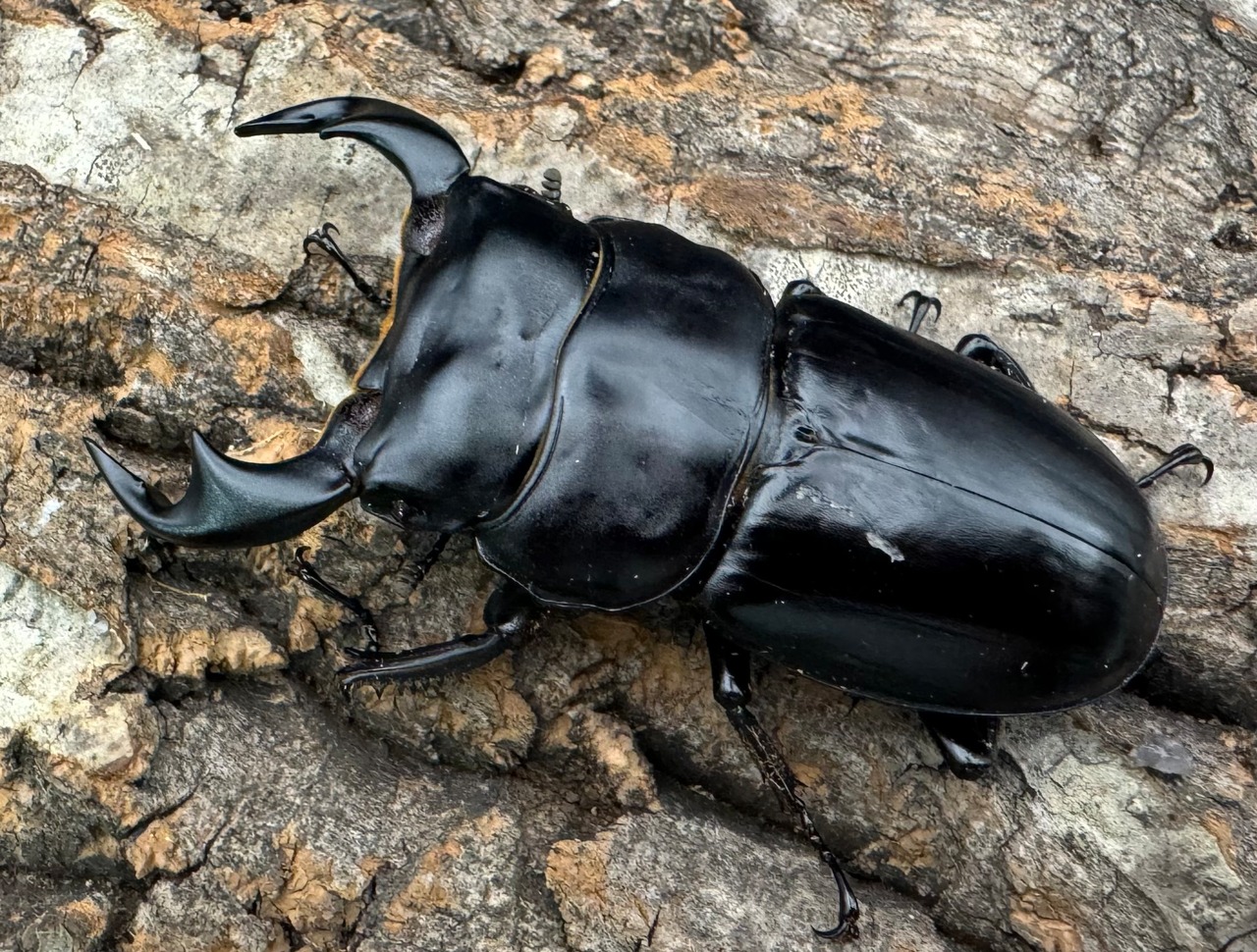 《インドアンタエウス タイガーヒル産 70mm ペア》